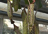 obrázek z galerie 'Carnivore plants'
