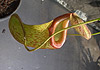 obrázek z galerie 'Carnivore plants'
