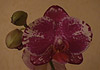 obrázek z galerie 'Phalaenopsis'