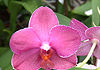 obrázek z galerie 'Phalaenopsis'